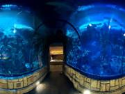 Escape From Sea Aquarium