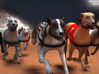 Greyhound Racing