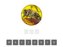 Animal Quiz