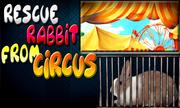 Rescue Rabbit From Circus