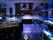 Knf Escape From A Fish Shop