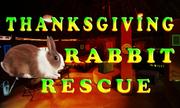 Thanksgiving Rabbit Rescue