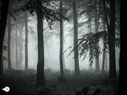 Mysterious Foggy Forest Escape
